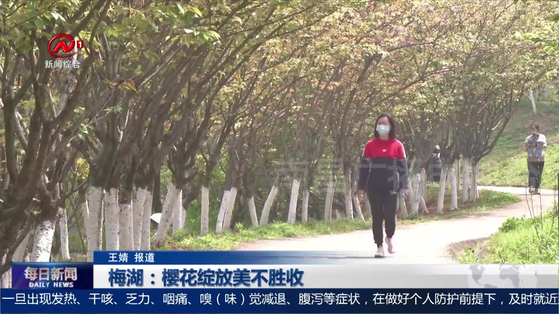 梅湖：樱花绽放美不胜收