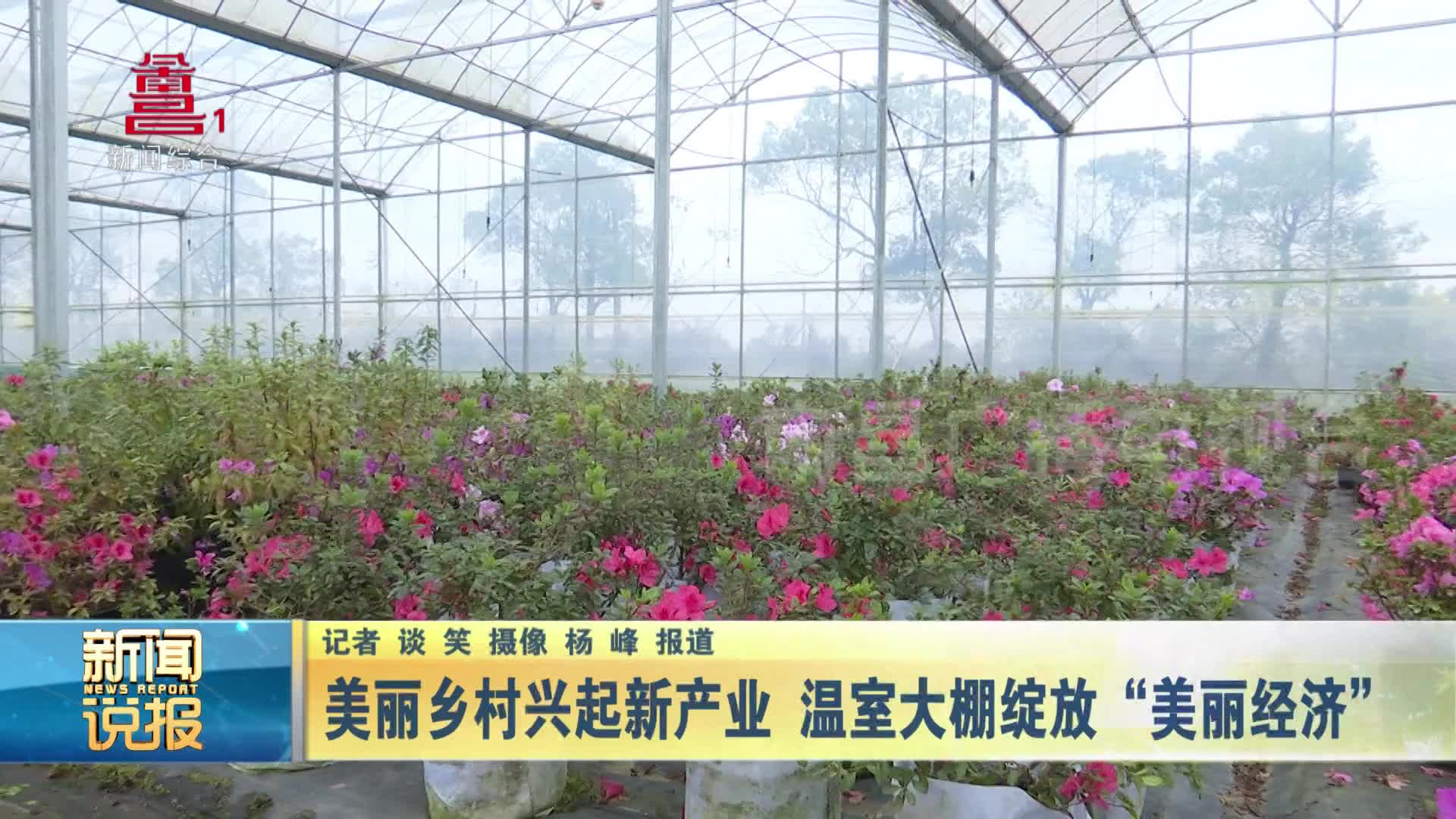 美丽乡村兴起新产业 温室大棚绽放“美丽经济”
