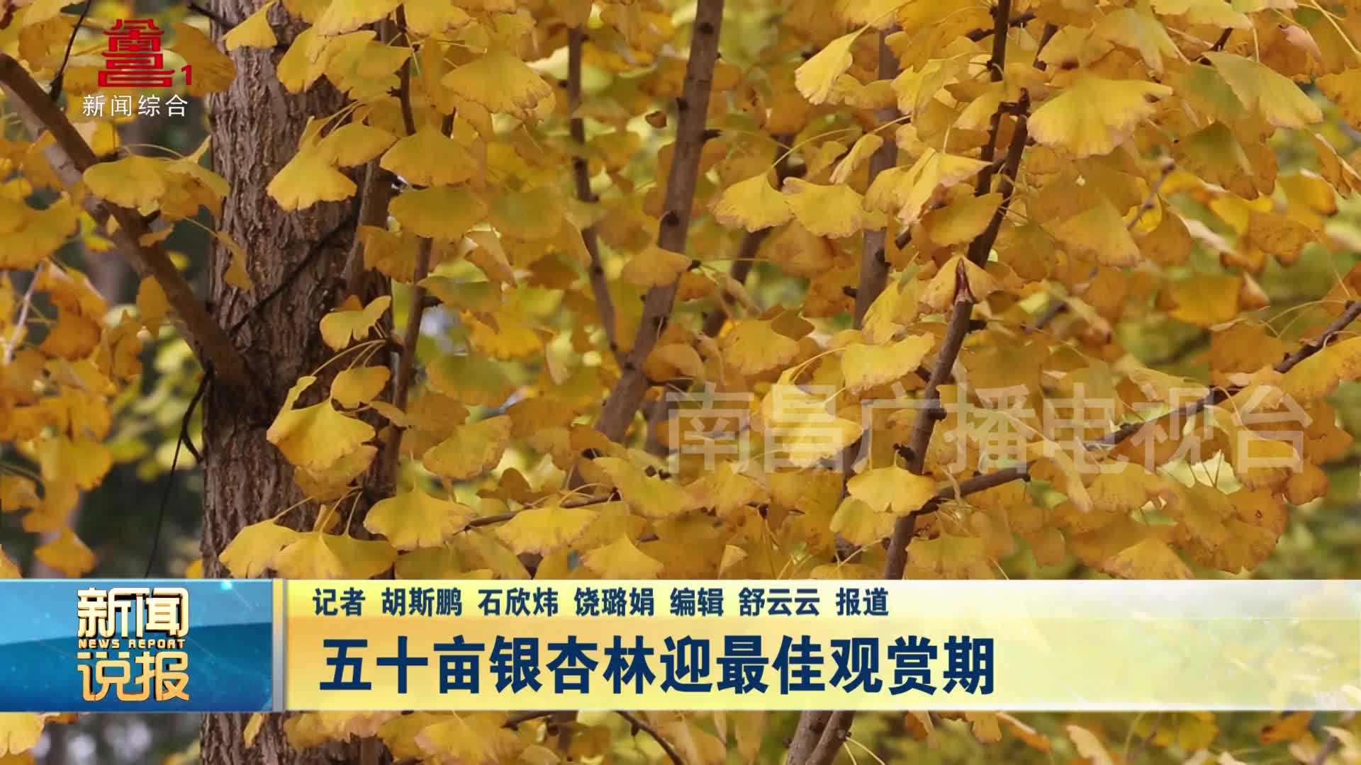 五十亩银杏林迎最佳观赏期