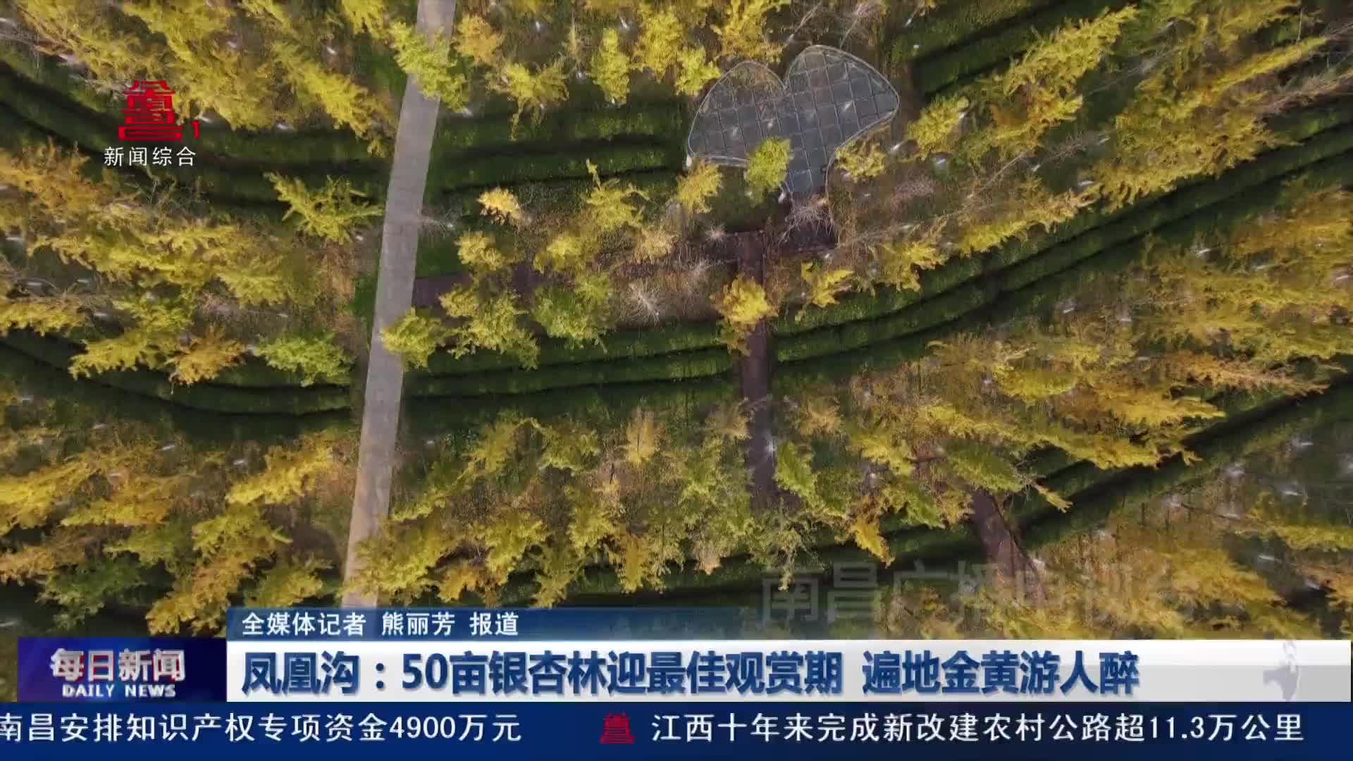 凤凰沟：50亩银杏林迎最佳观赏期 遍地金黄游人醉